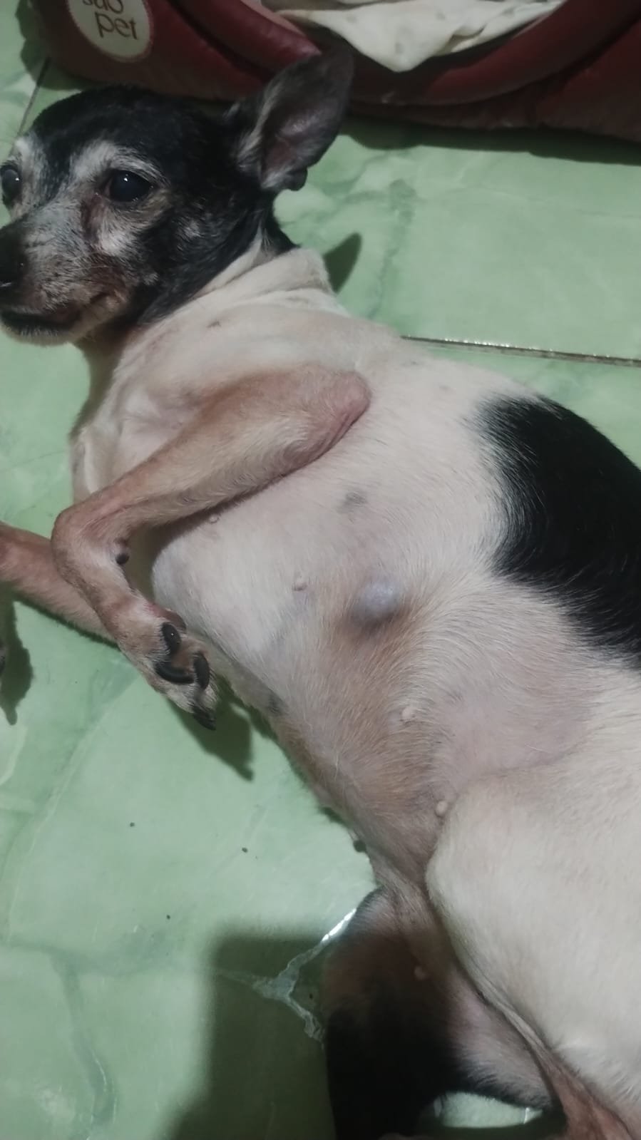 Os nódulos que motivaram a ida ao veterinário