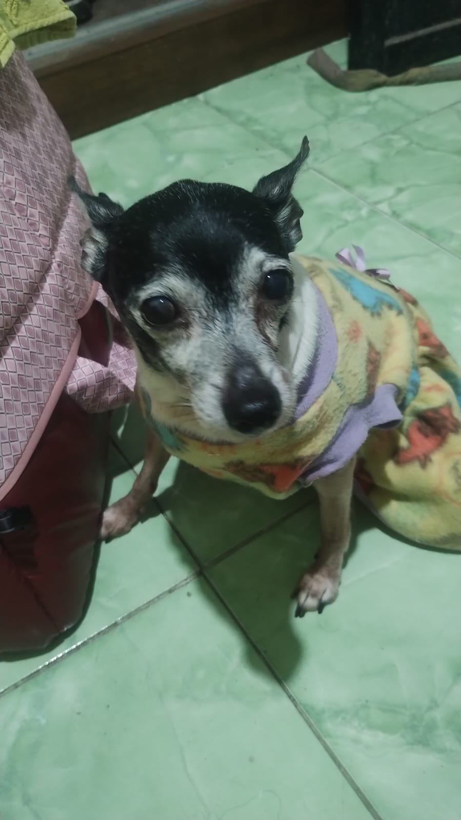 Ajude a Mily
